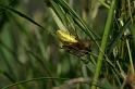 Tetragnatha_extensa_D5104_Z_85_Canal du Nivernais_Frankrijk